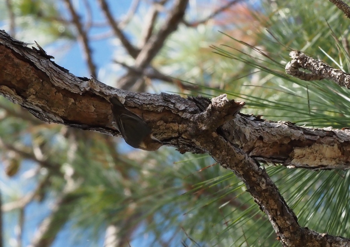 Brown-headed Nuthatch - ML627750513