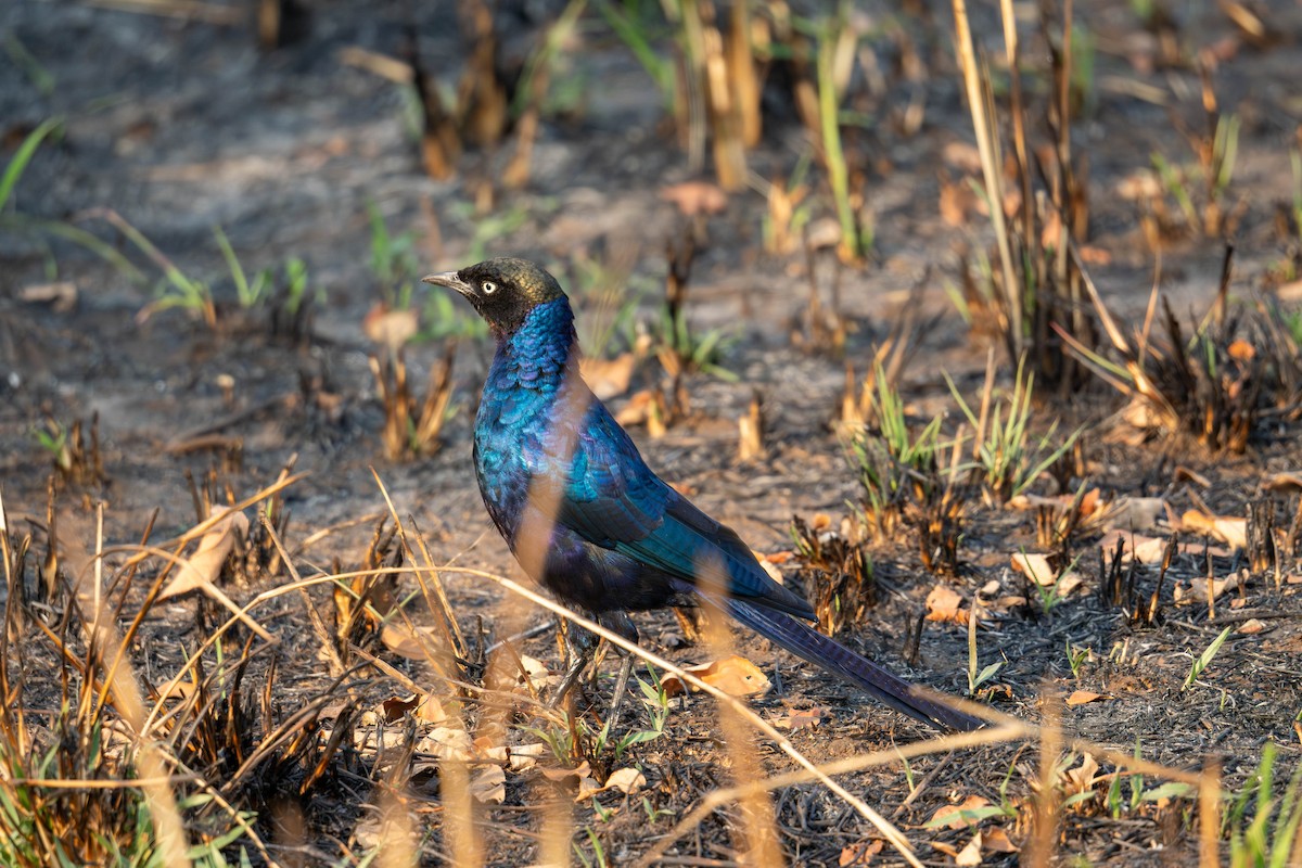 Rüppell's Starling - ML627750577