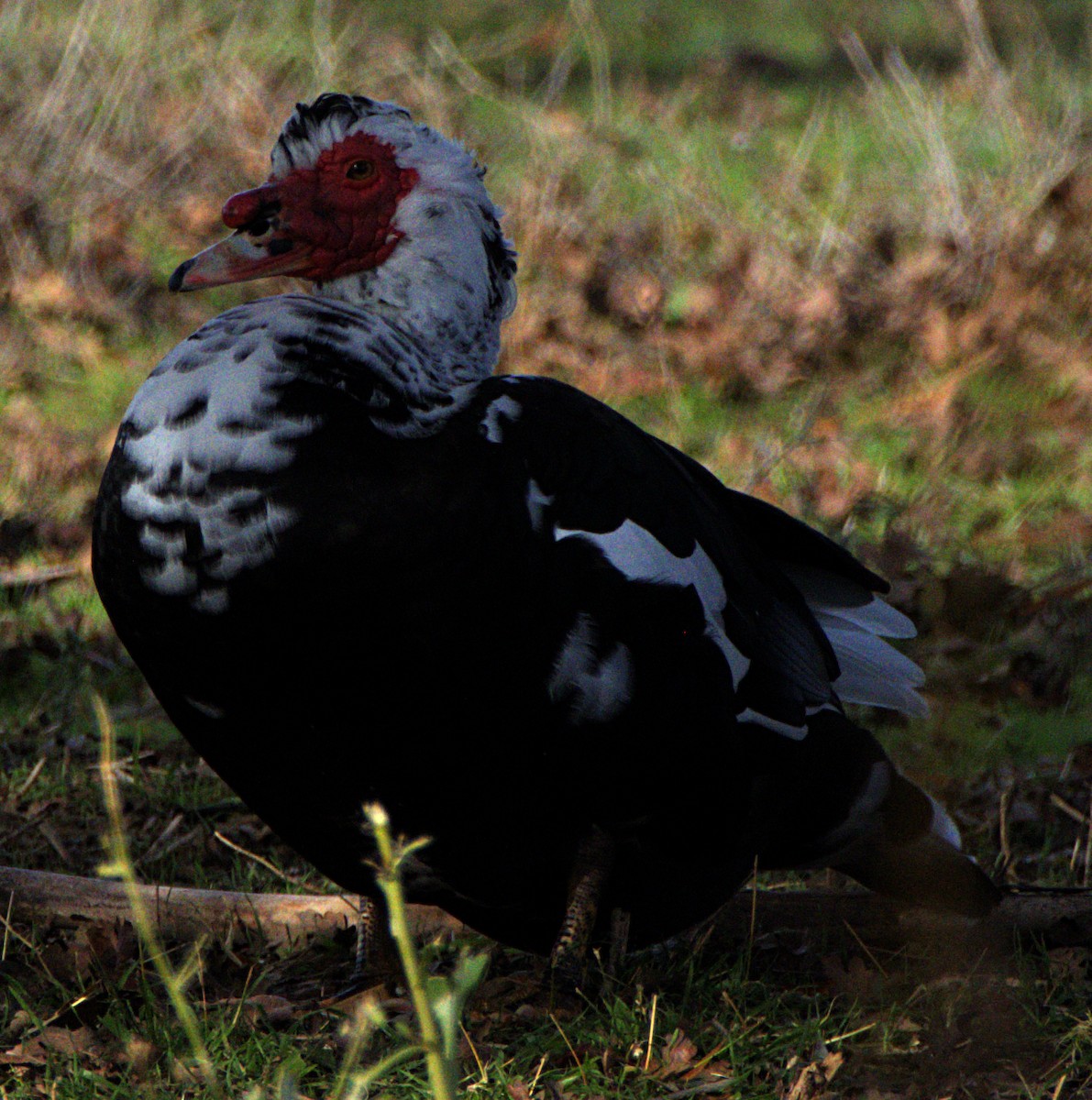 Muscovy Duck (Domestic type) - ML627750607