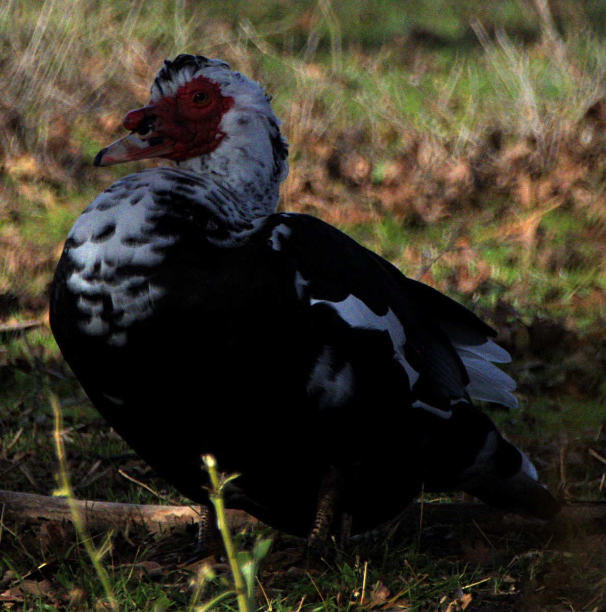 Muscovy Duck (Domestic type) - ML627750608