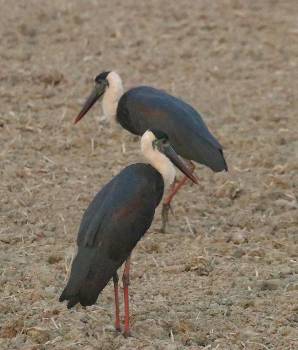 Asian Woolly-necked Stork - ML627750641