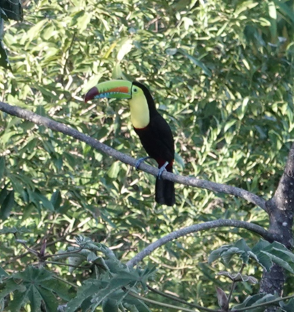 Keel-billed Toucan - ML627750725