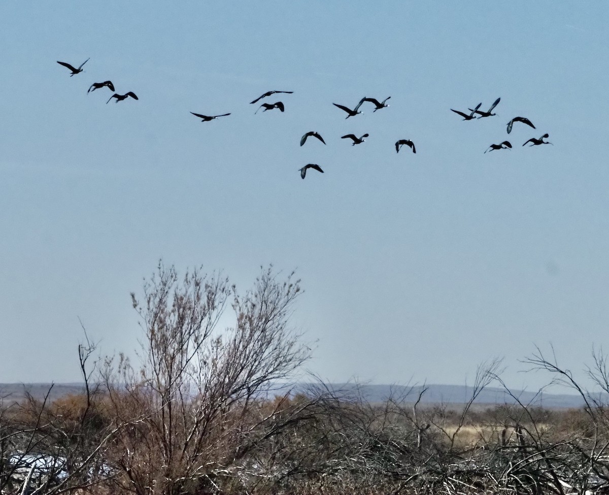 White-faced Ibis - ML627750773