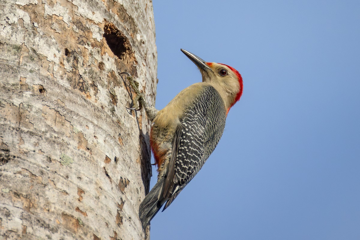 Golden-fronted Woodpecker - ML627750799