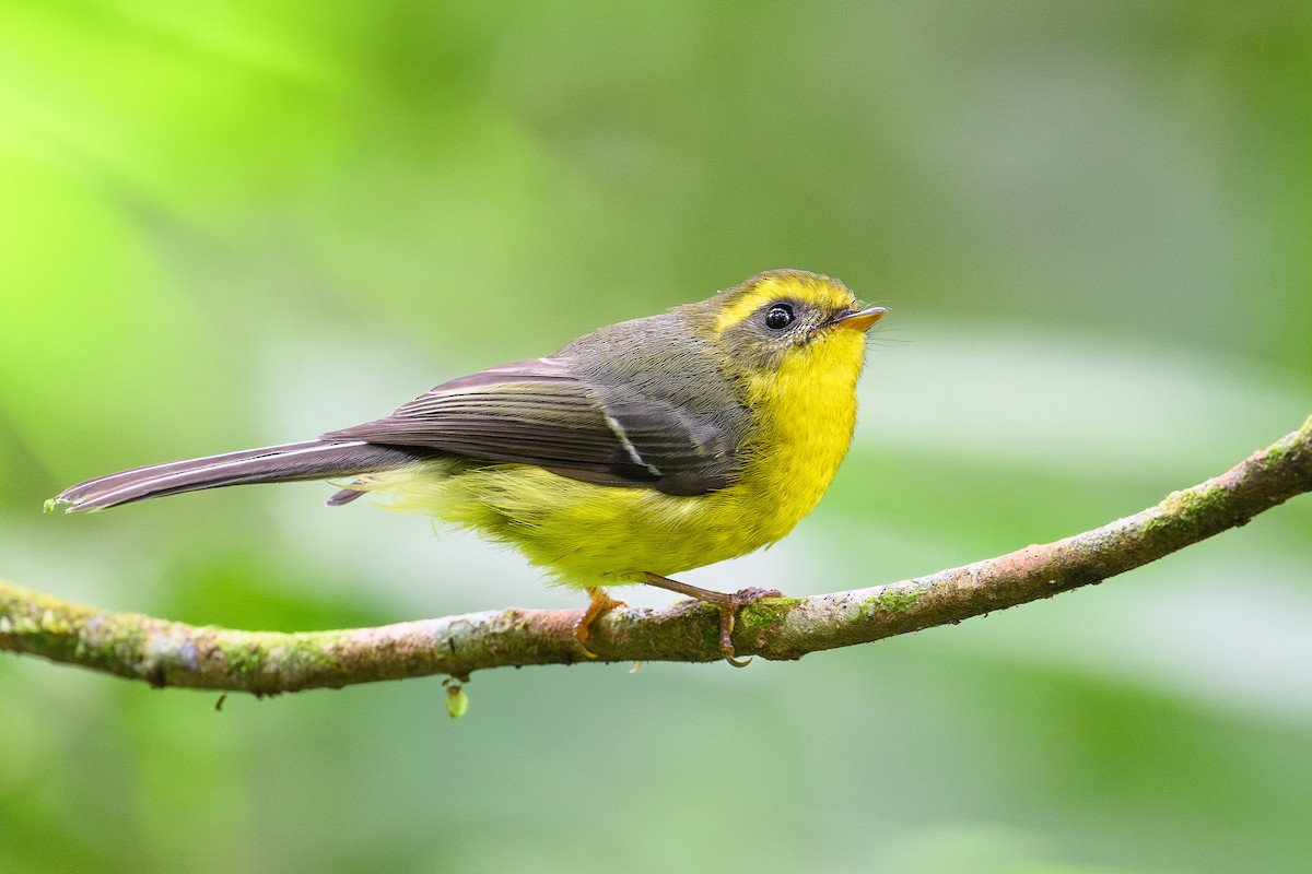 Yellow-bellied Fairy-Fantail - ML627750800