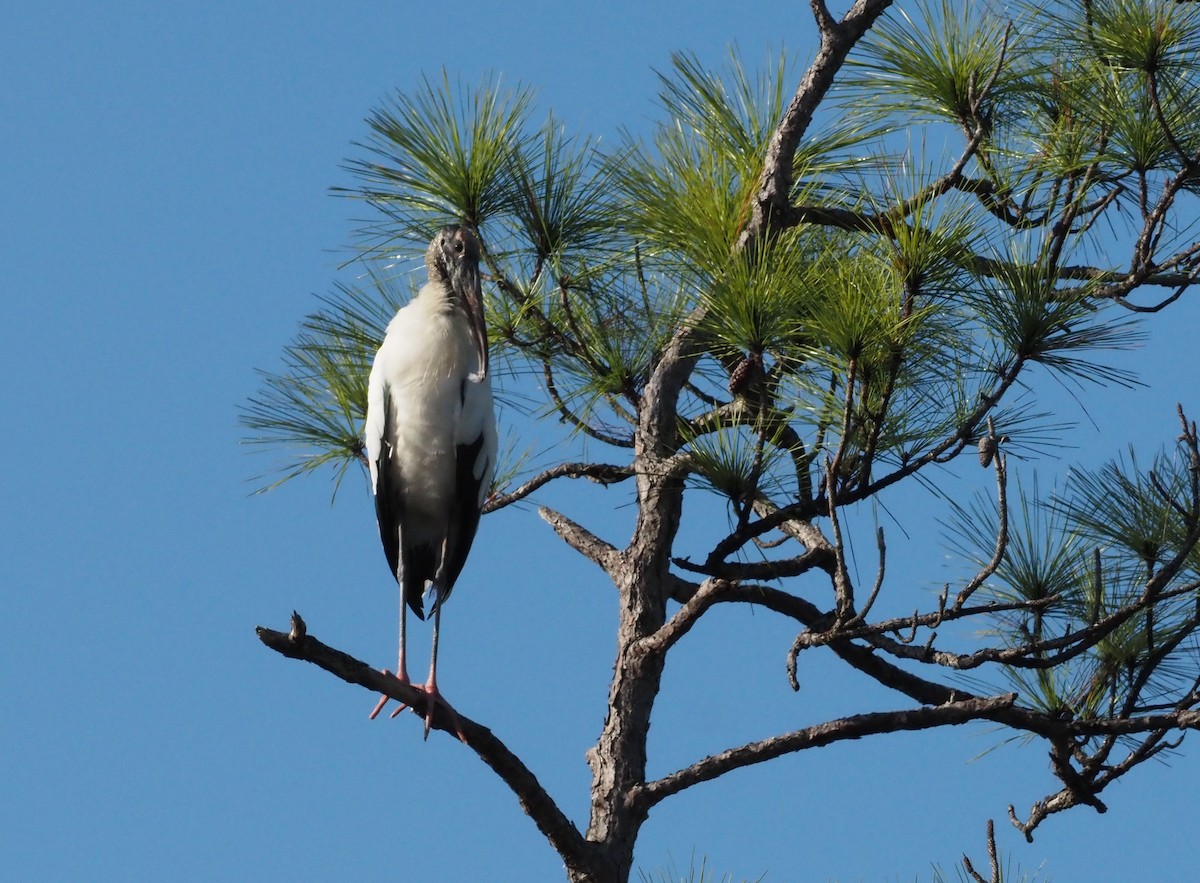 Wood Stork - ML627750906