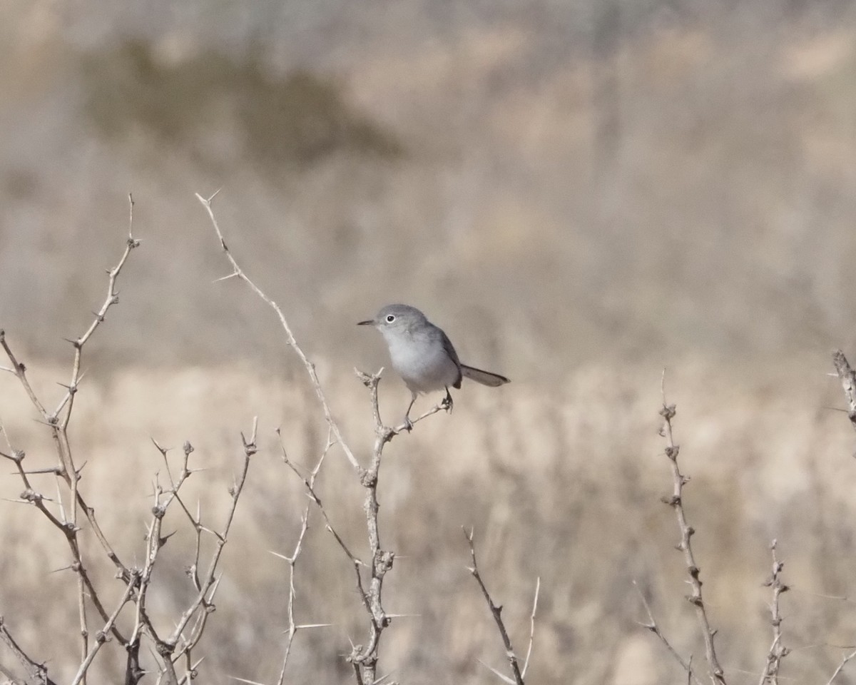 Blue-gray Gnatcatcher - ML627750943