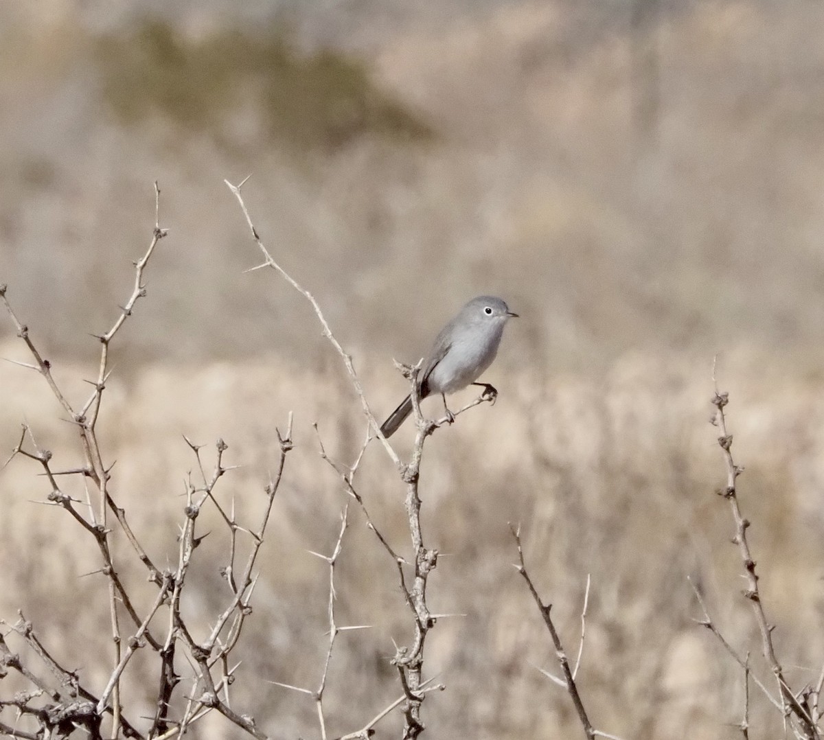 Blue-gray Gnatcatcher - ML627750958