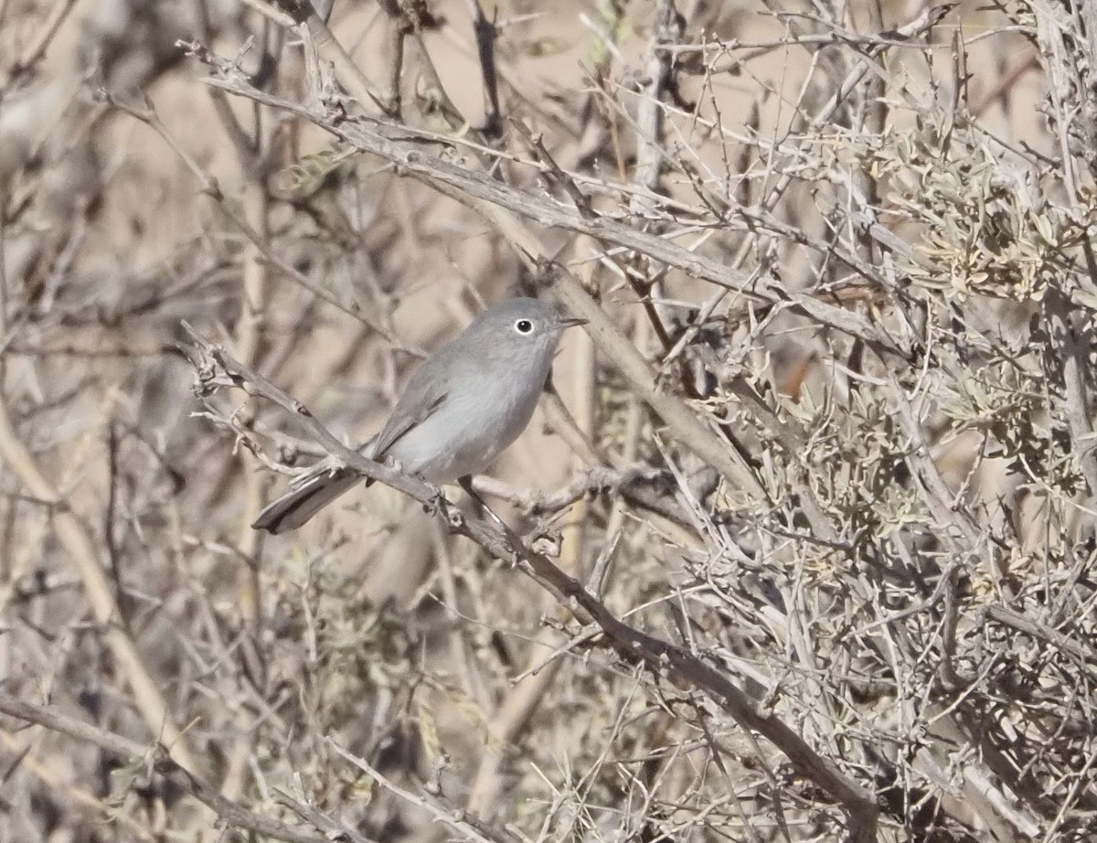 Blue-gray Gnatcatcher - ML627750972