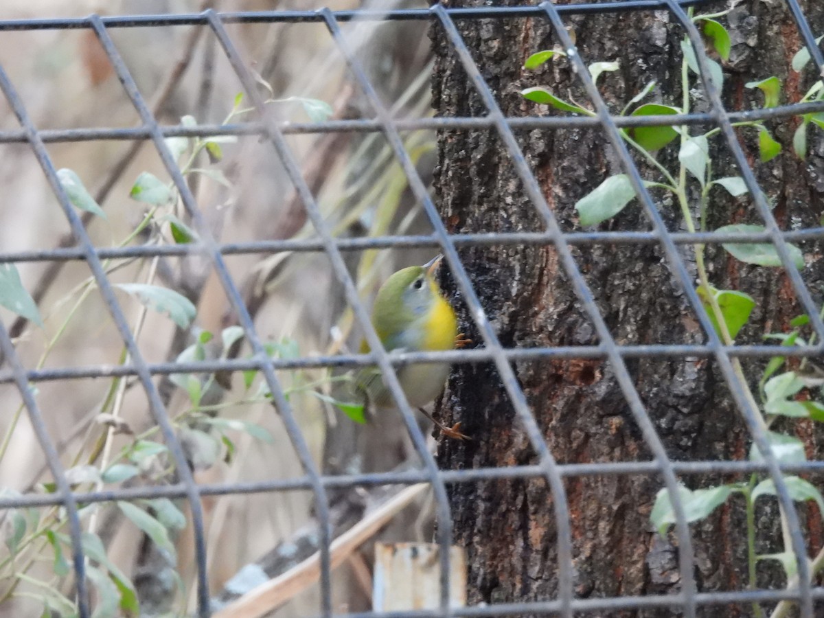 Northern Parula - ML627750992