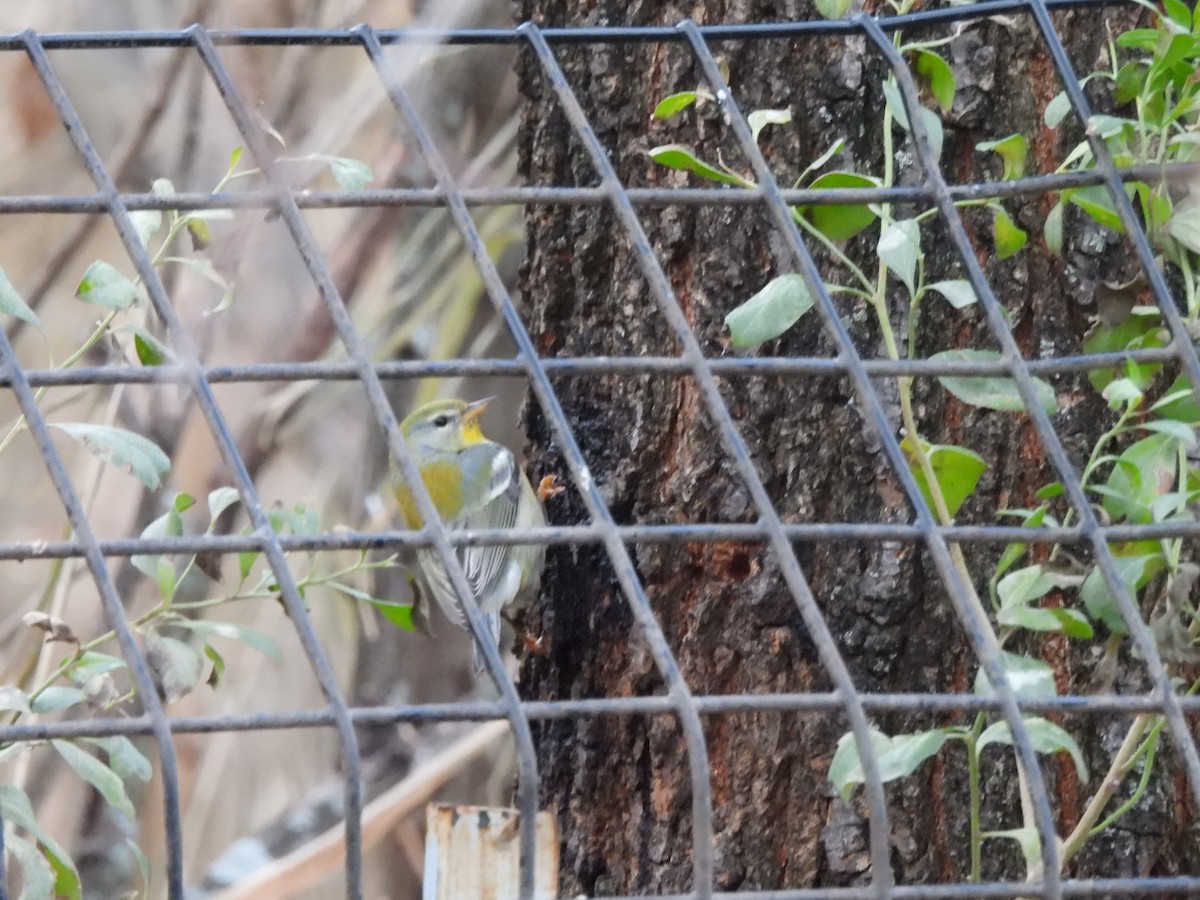 Northern Parula - ML627750994