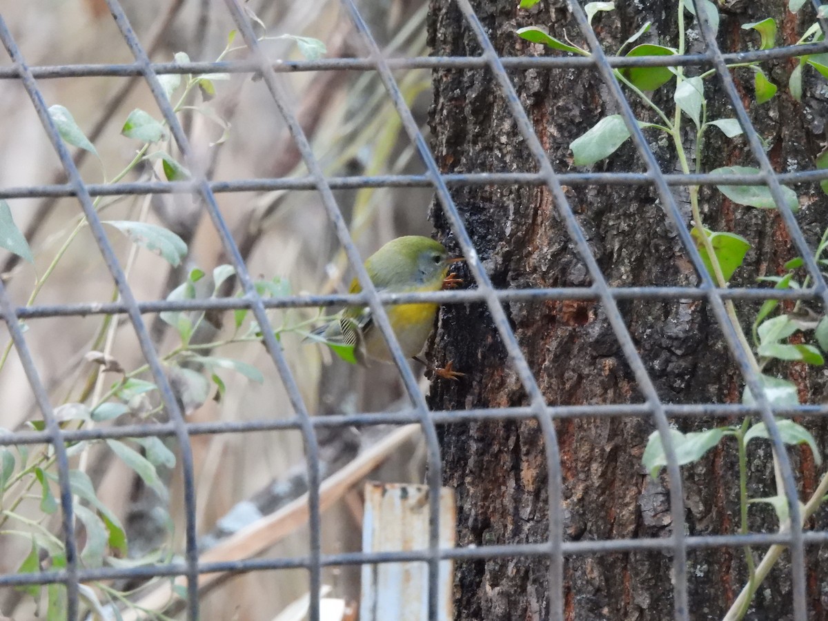 Northern Parula - ML627750997