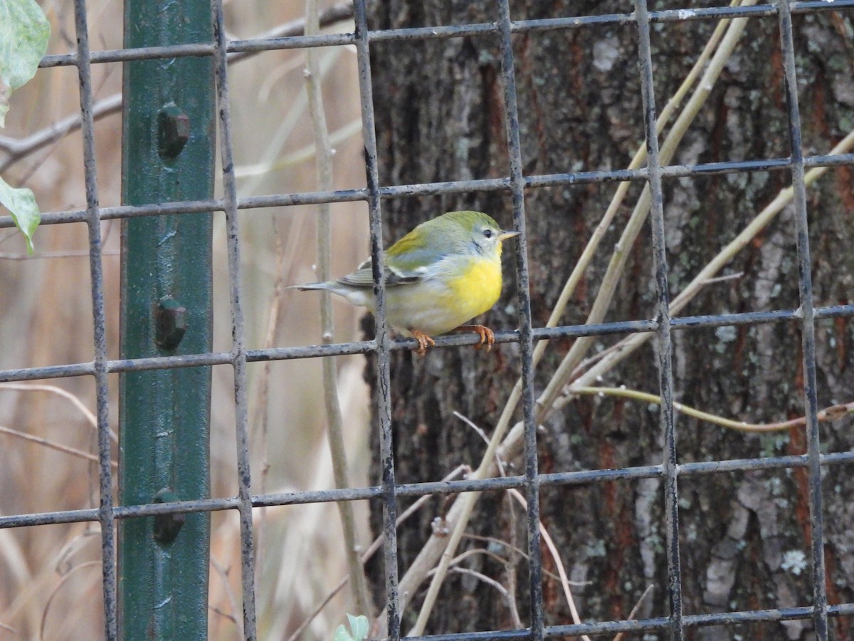 Northern Parula - ML627750998