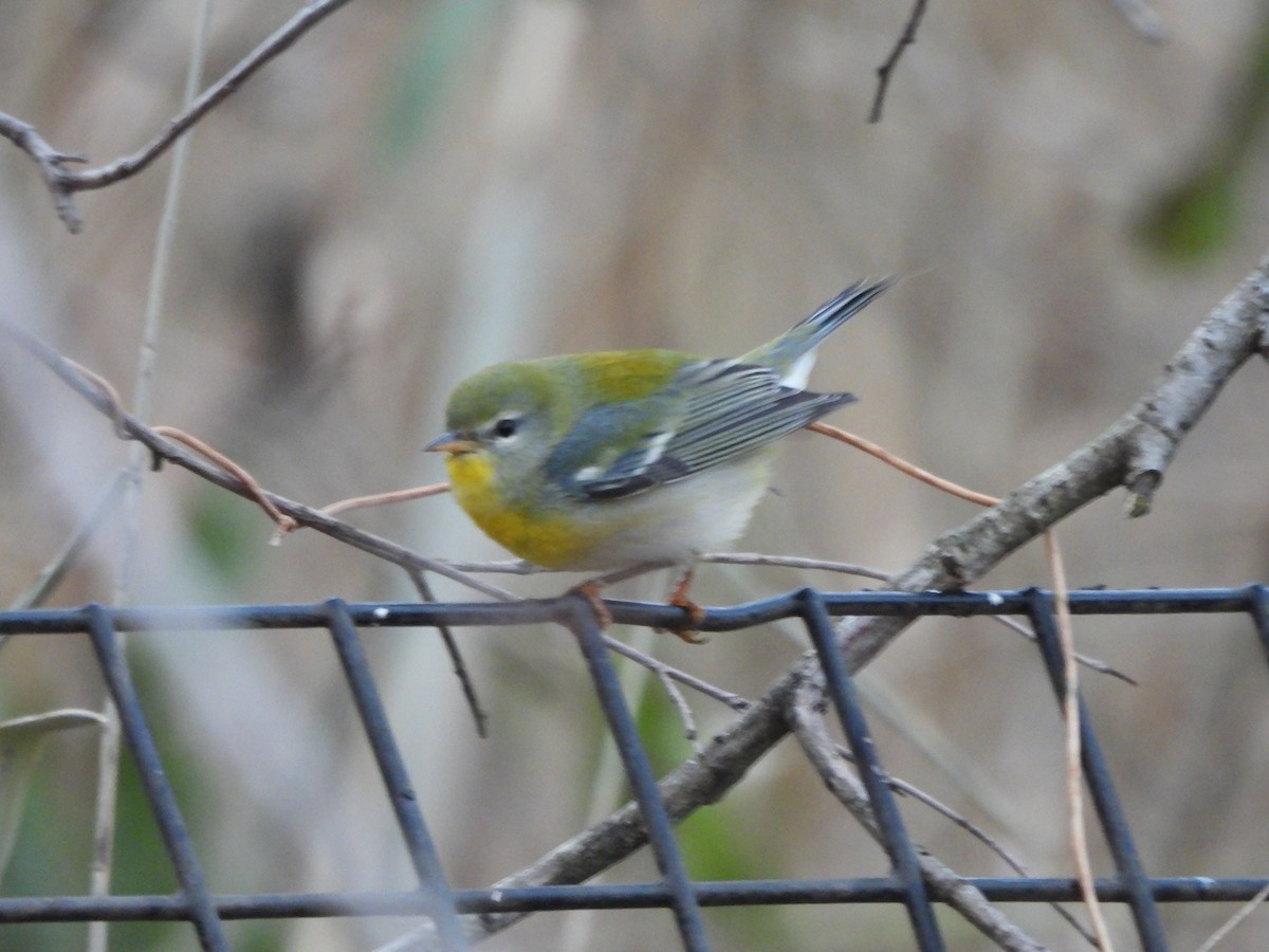 Northern Parula - ML627750999