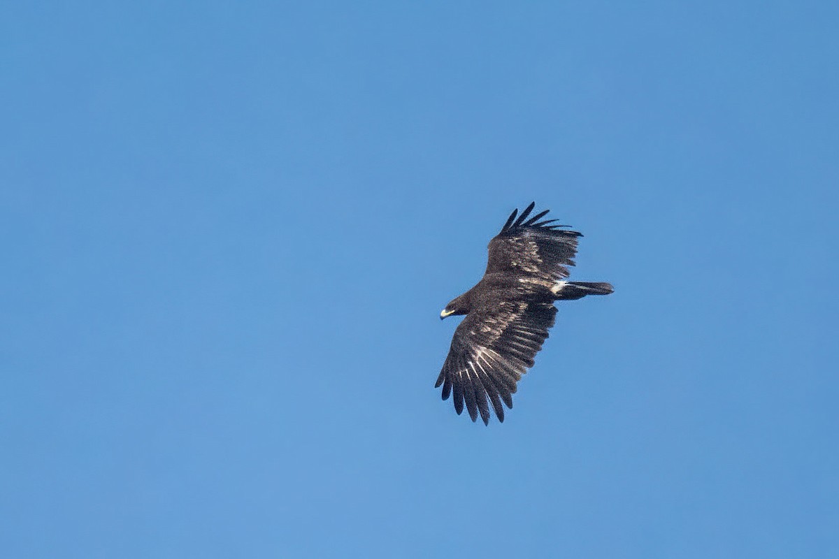 Aquila anatraia maggiore - ML627751077