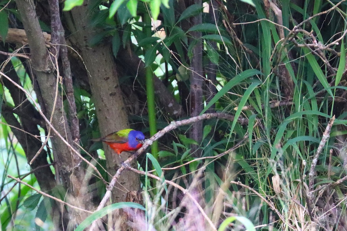 Painted Bunting - ML627751095