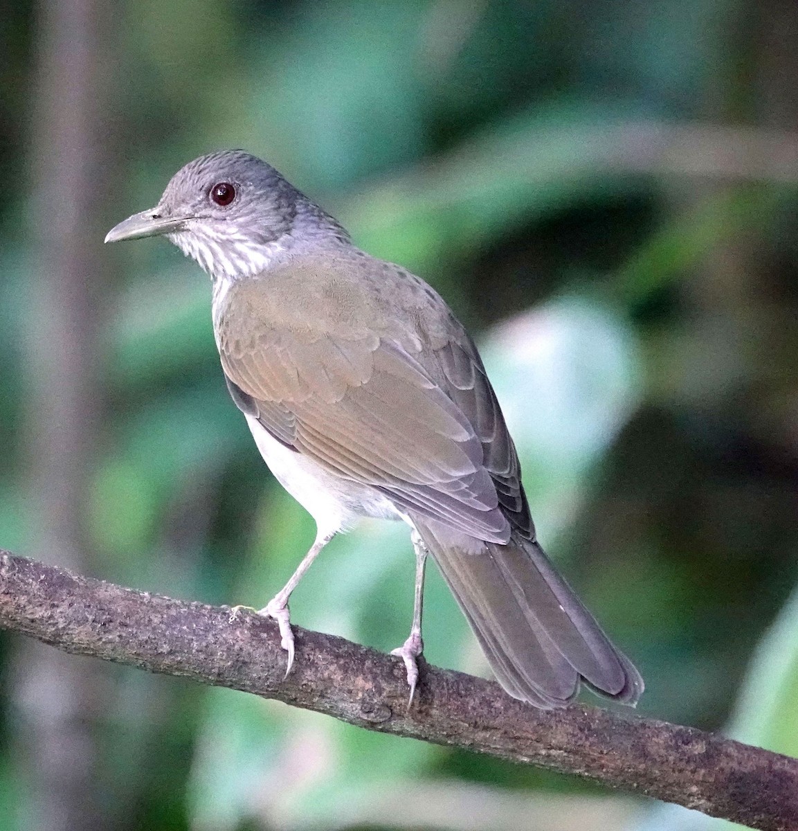 Pale-breasted Thrush - ML627751119