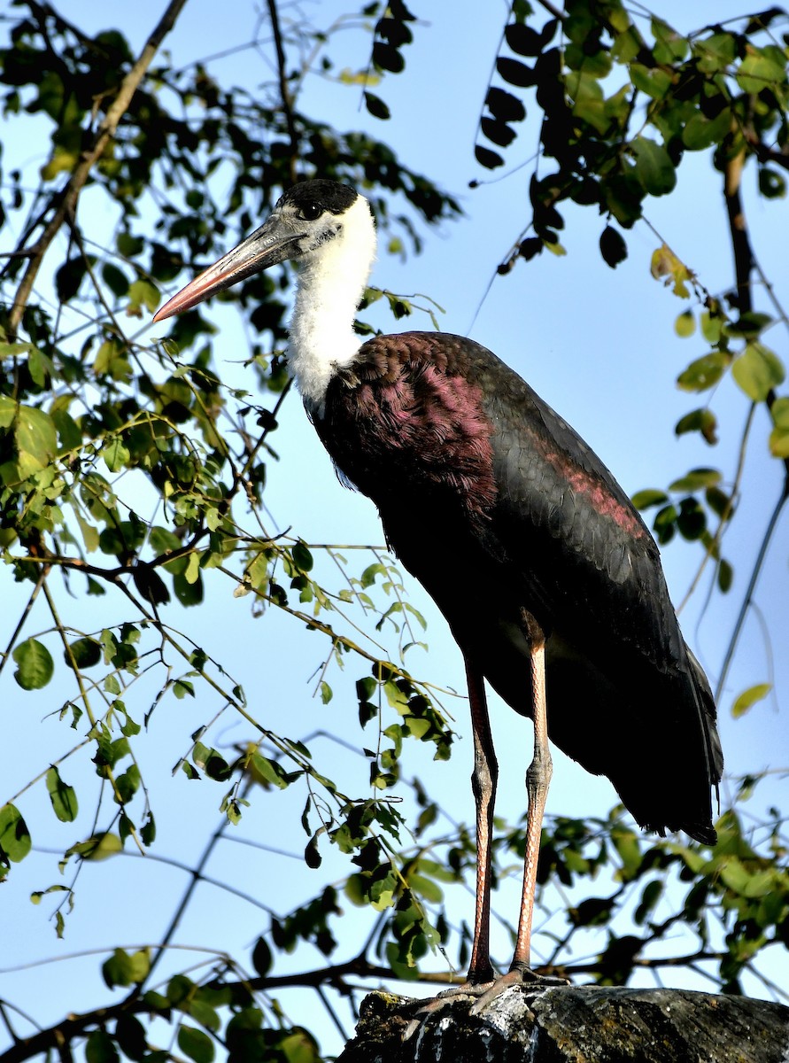 Asian Woolly-necked Stork - ML627751162