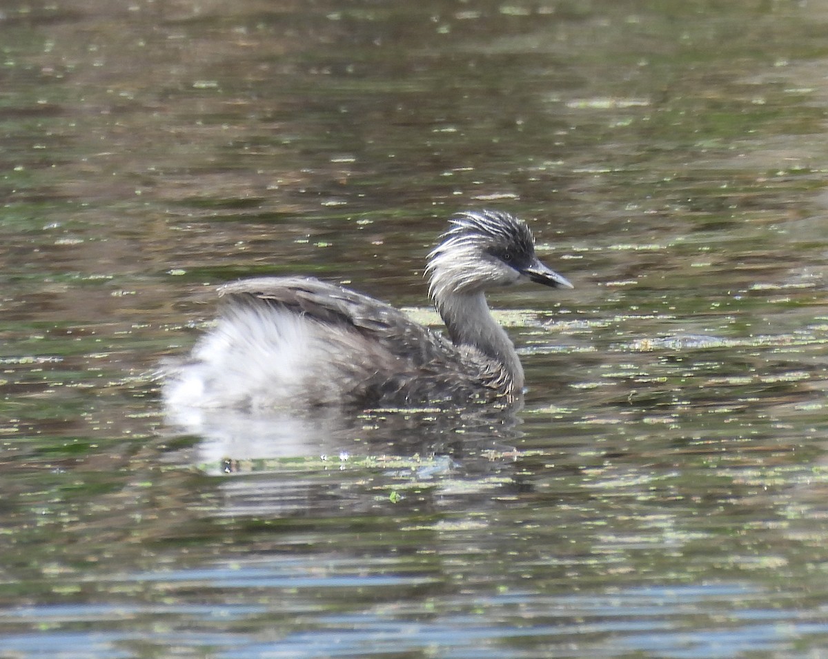 Hoary-headed Grebe - ML627751167