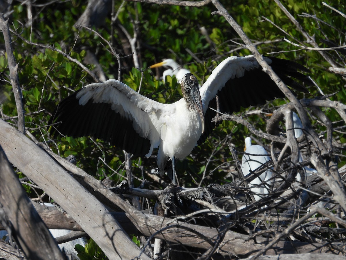 Wood Stork - ML627751265