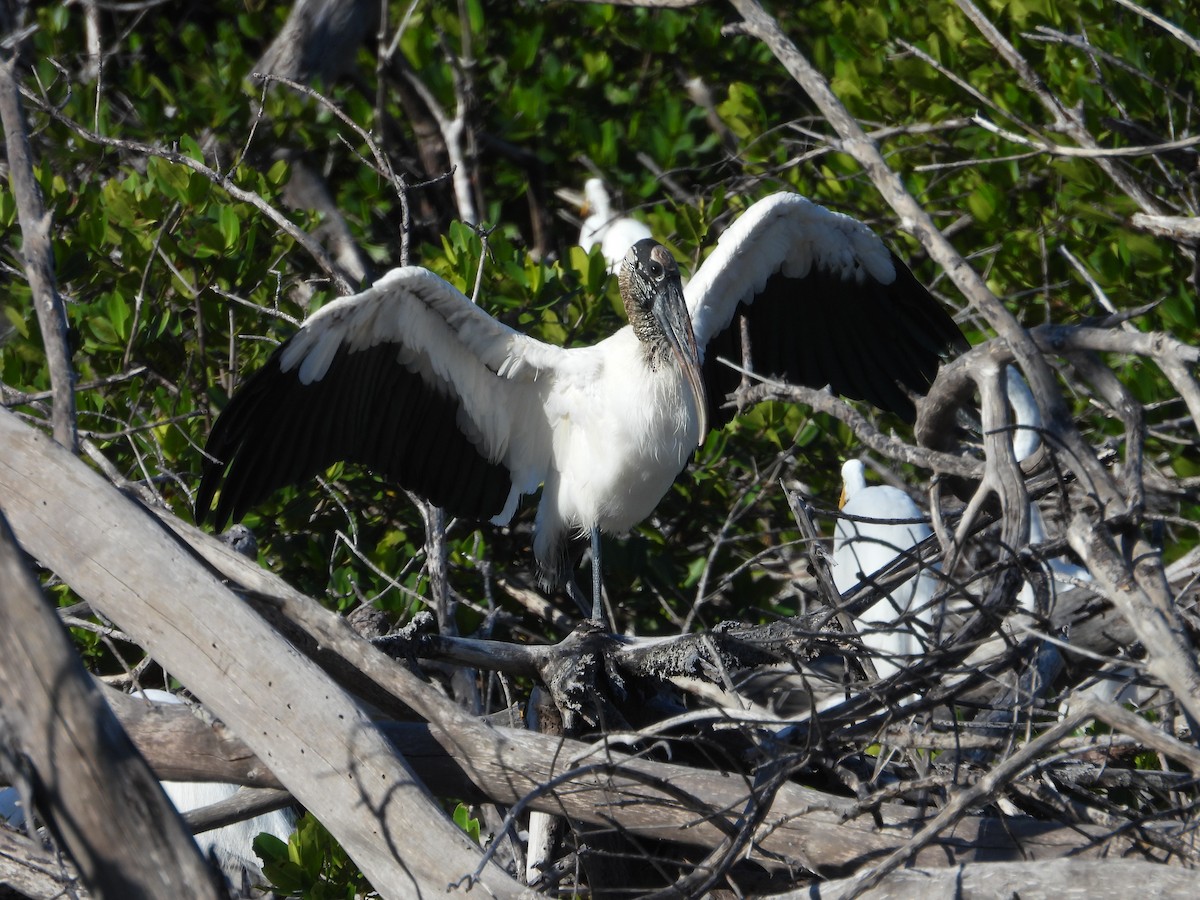 Wood Stork - ML627751266