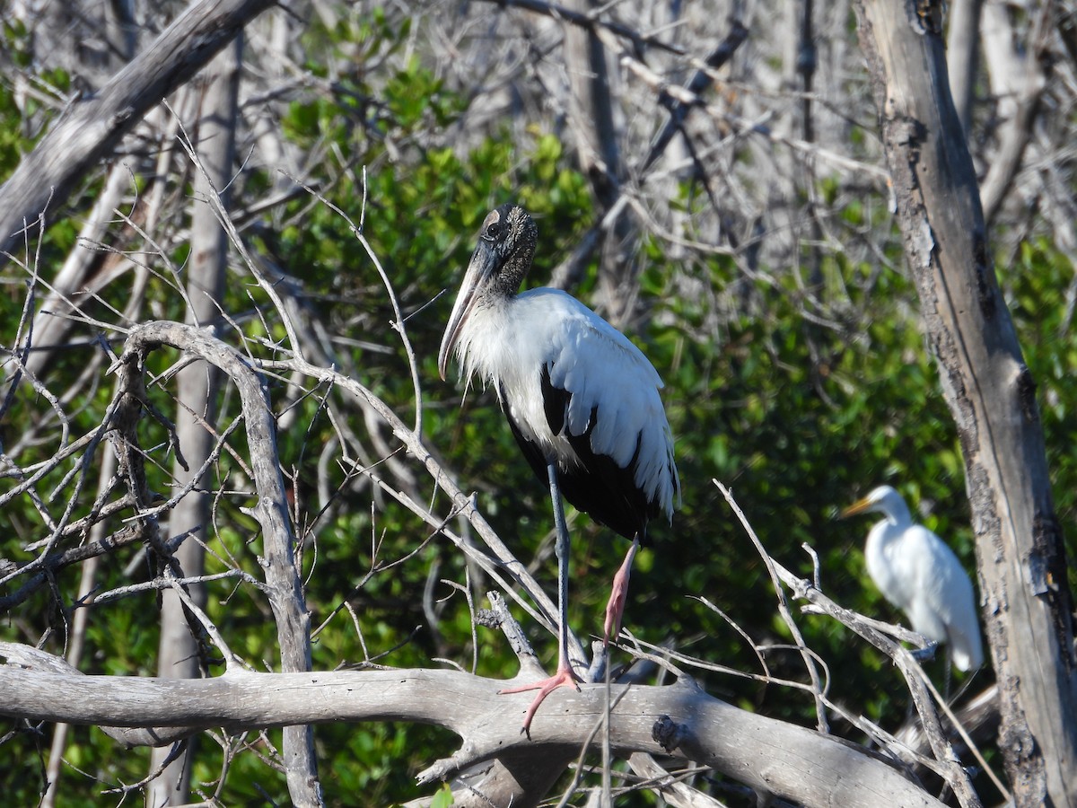 Wood Stork - ML627751268