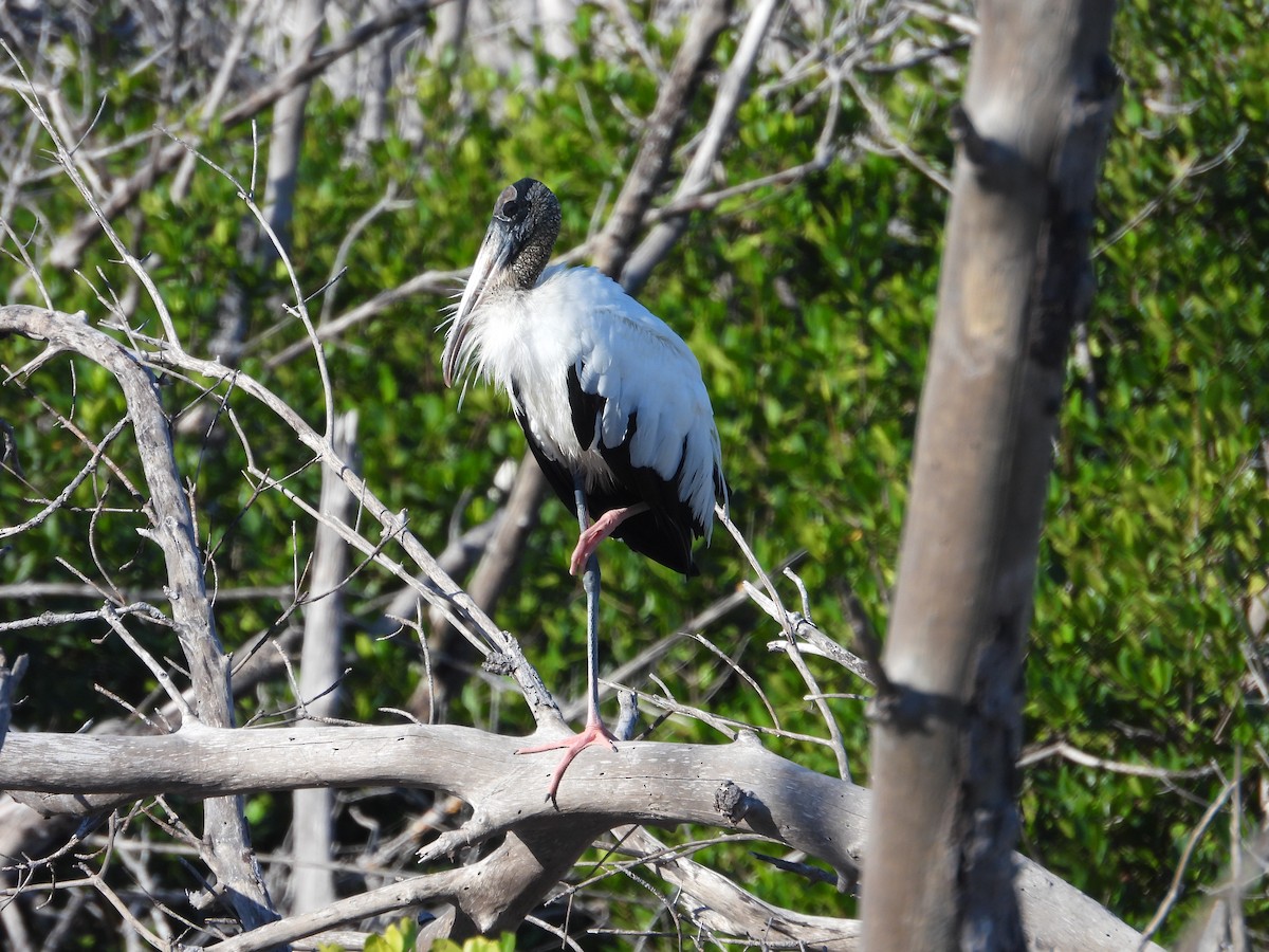 Wood Stork - ML627751270