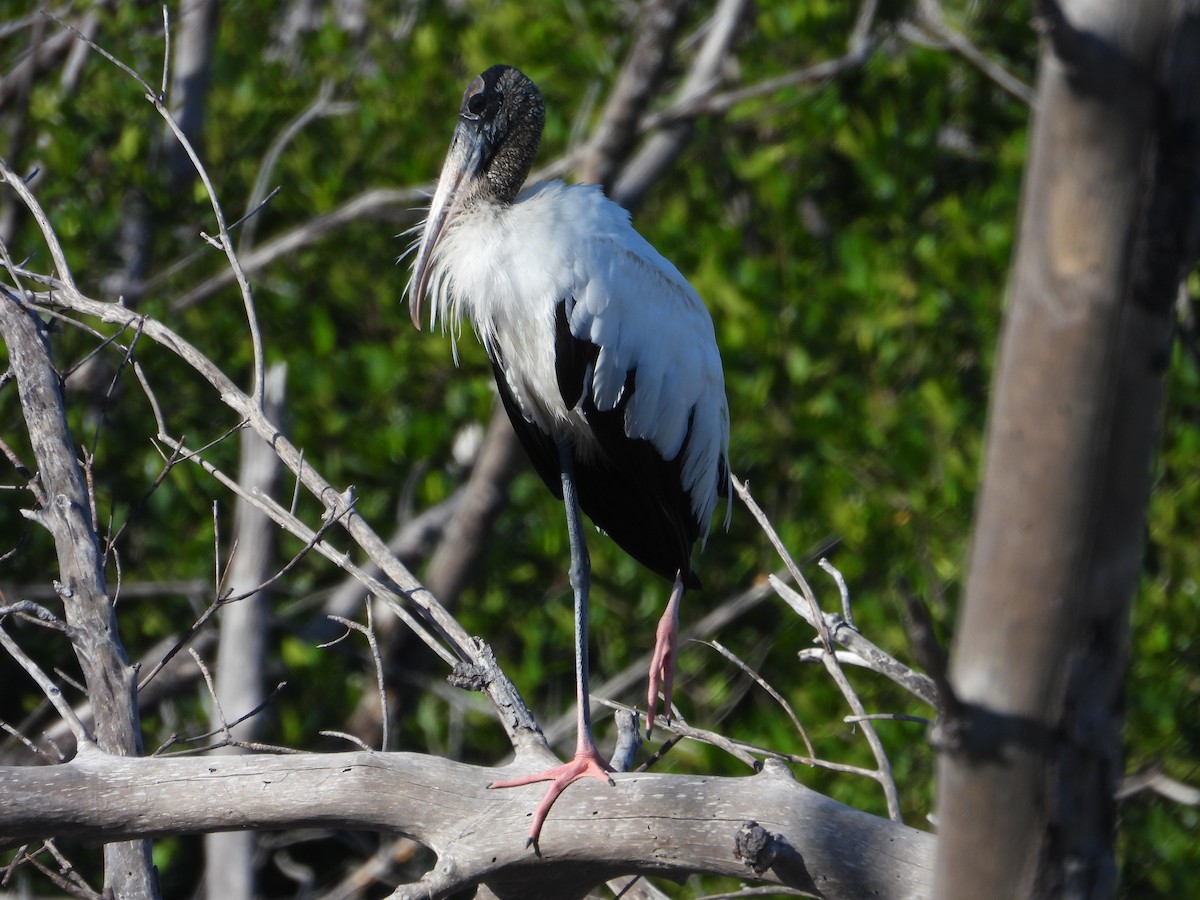 Wood Stork - ML627751272