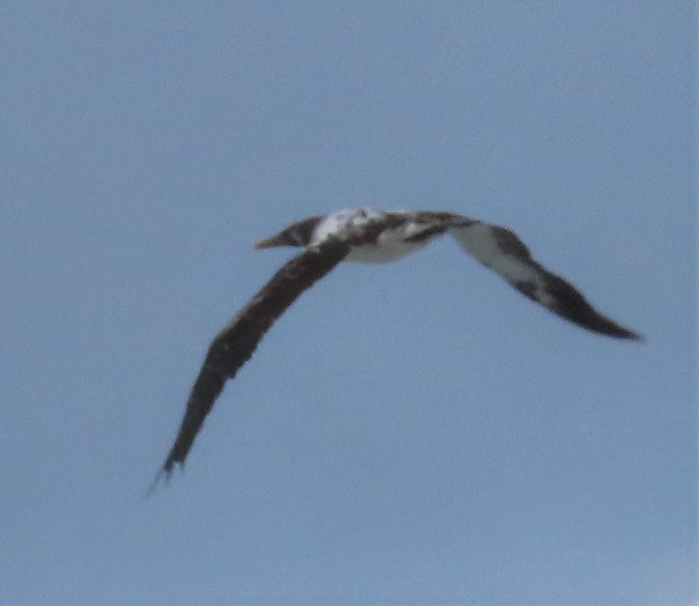 Nazca Booby - ML627751422