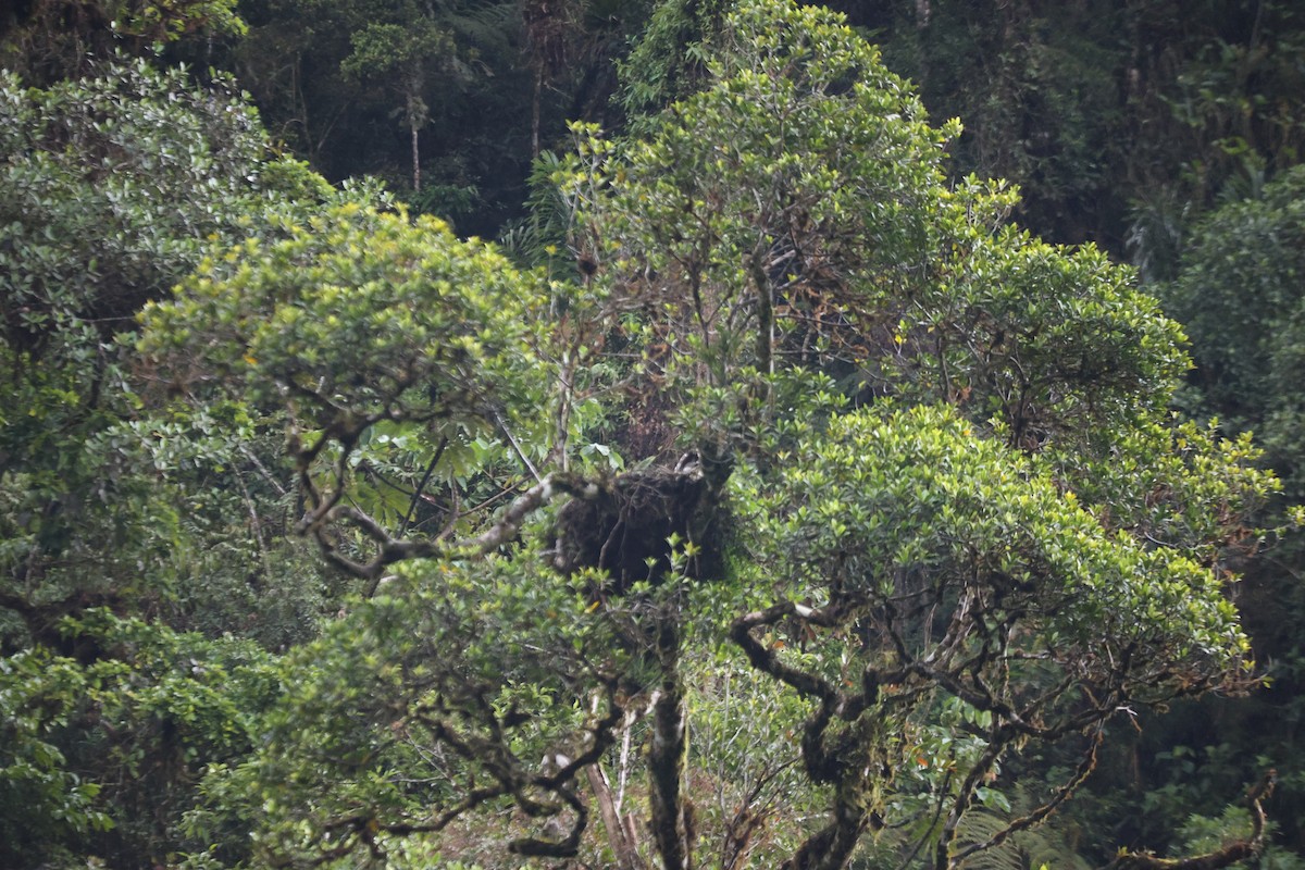 Black-and-chestnut Eagle - ML627751472