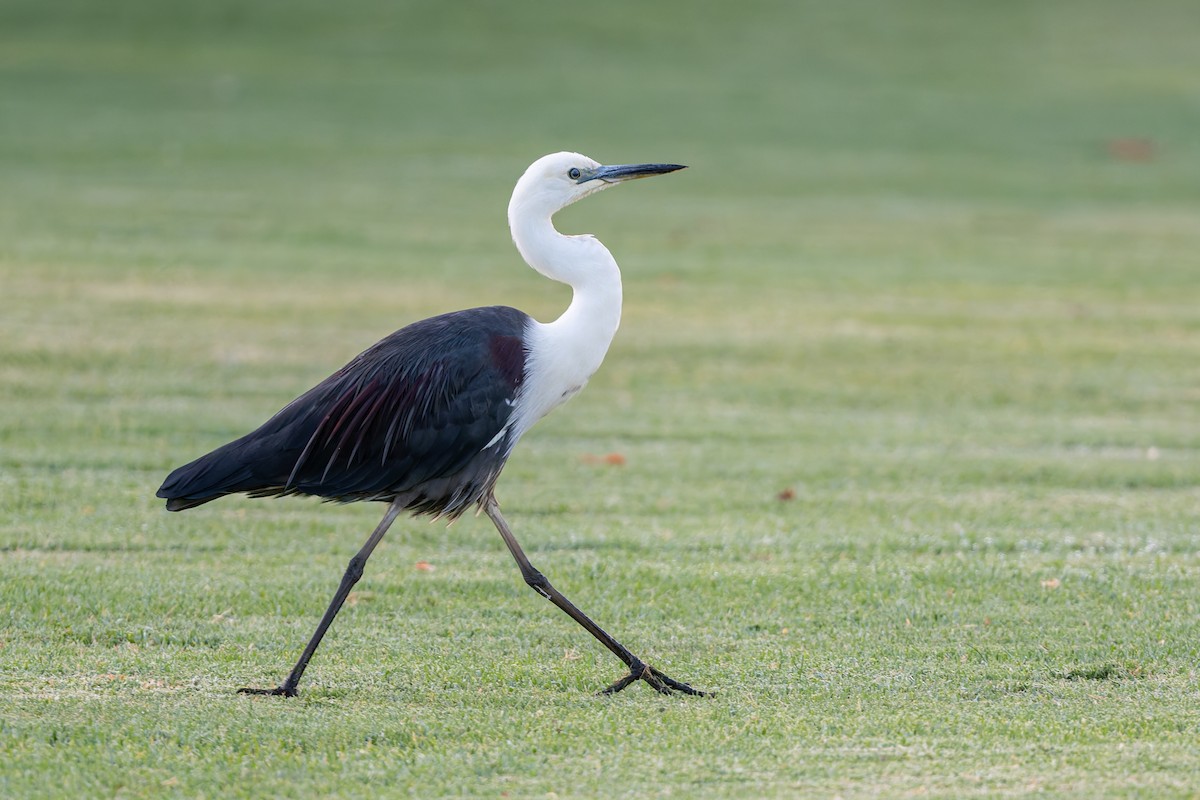 Pacific Heron - ML627751519
