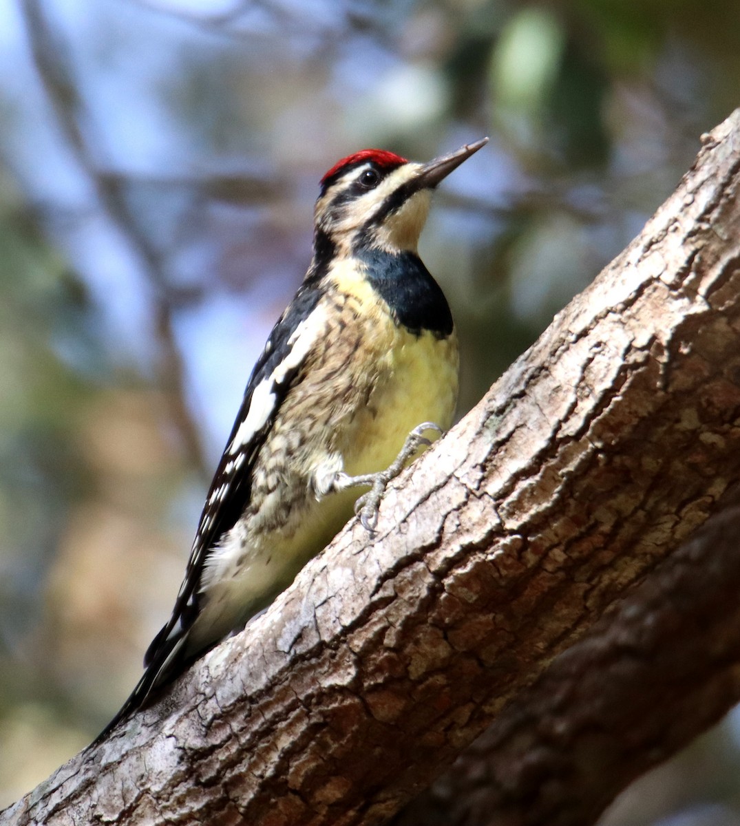 Yellow-bellied Sapsucker - ML627751525