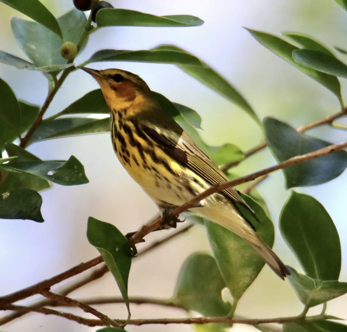 Cape May Warbler - ML627751533