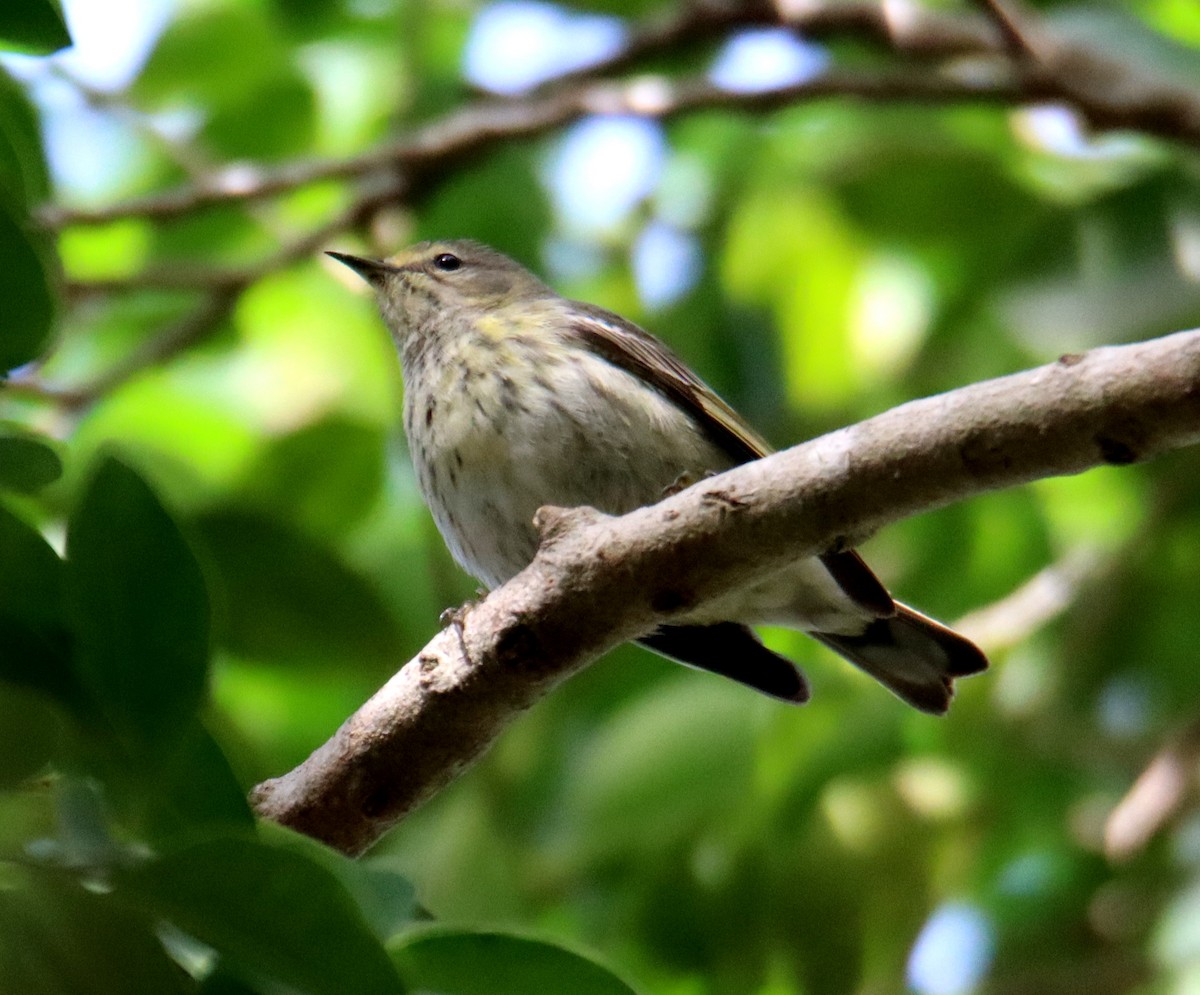 Cape May Warbler - ML627751534