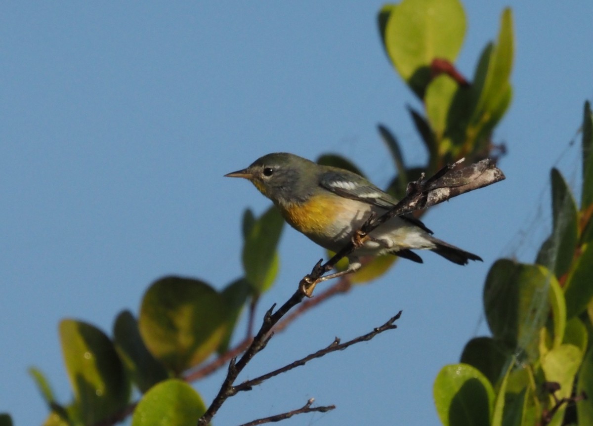 Northern Parula - ML627751567