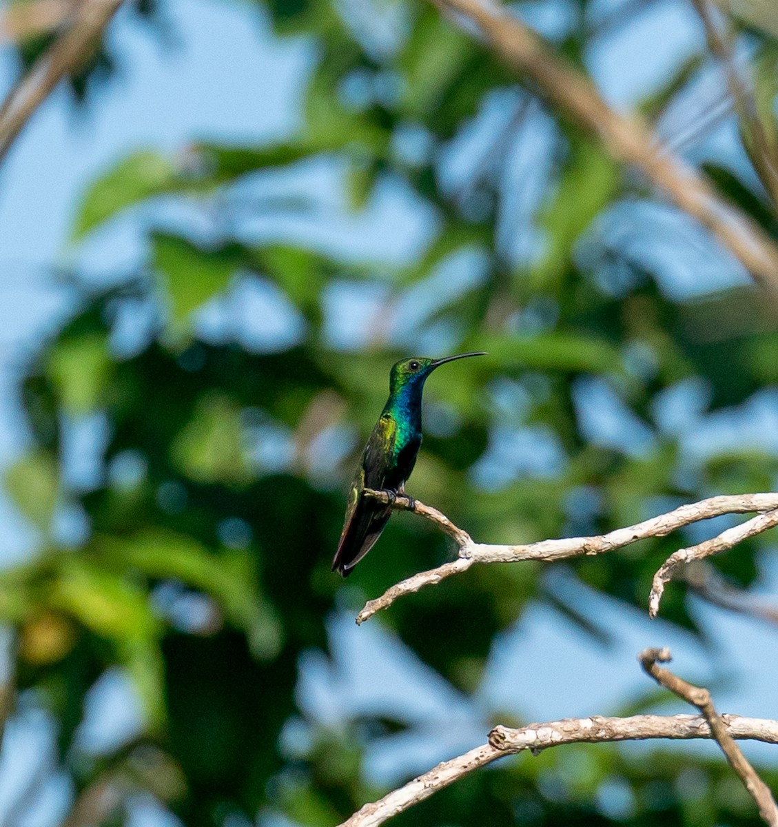 Black-throated Mango (Black-throated) - ML627751606