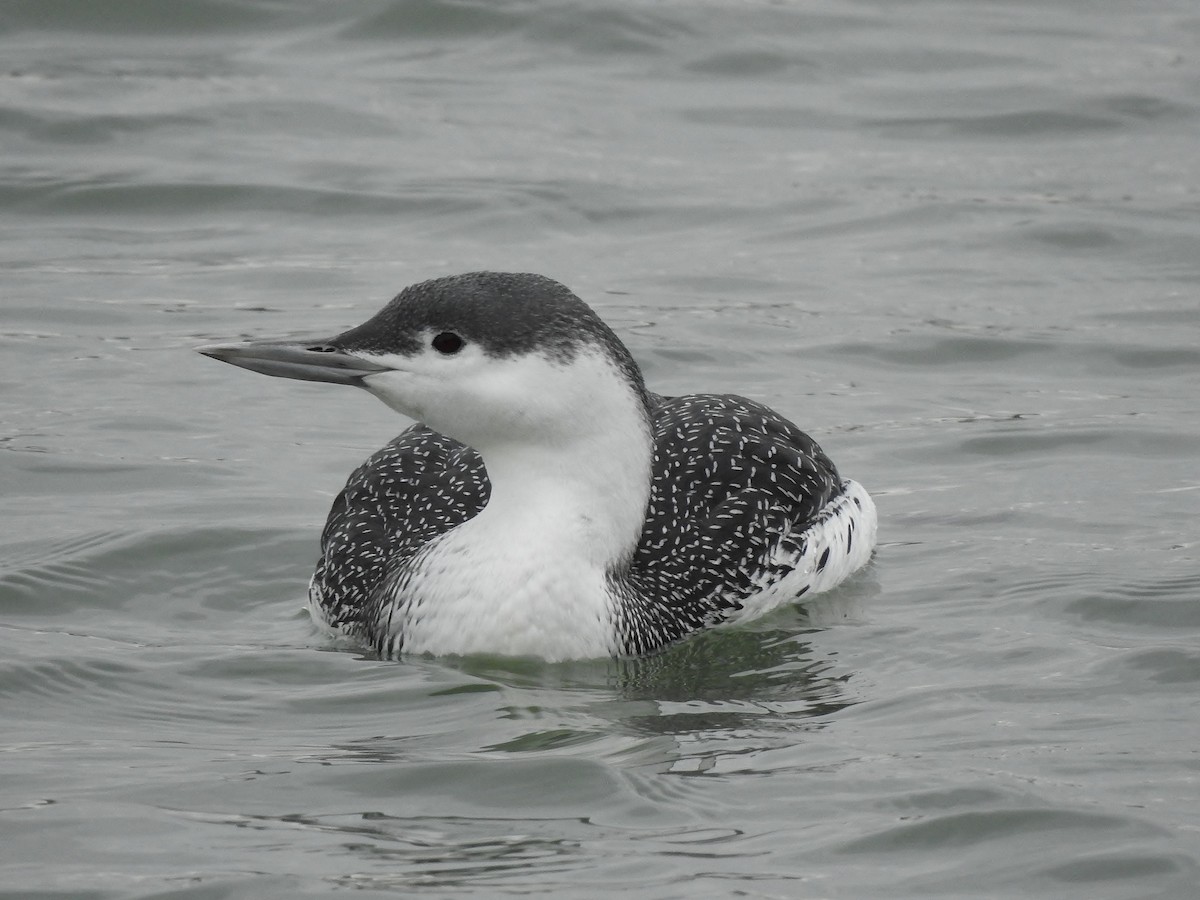 Red-throated Loon - Donna Johnston