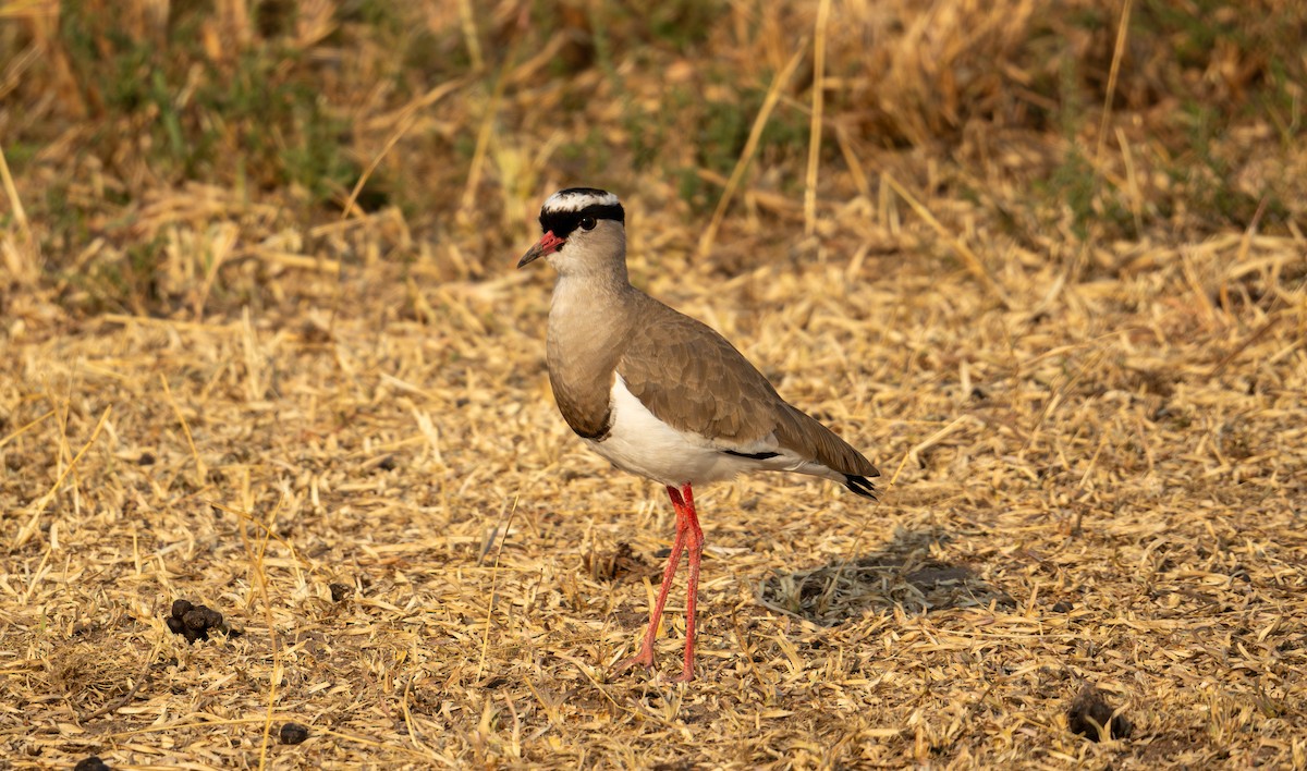 Crowned Lapwing - ML627751670