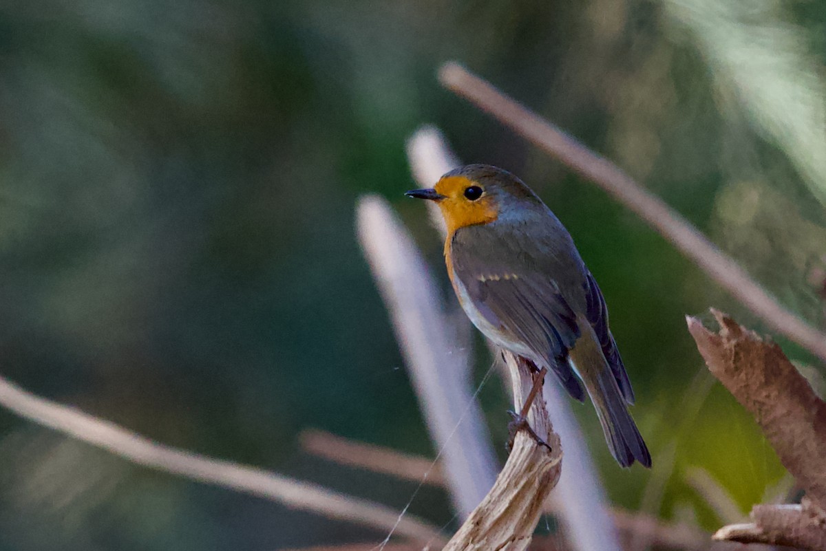 European Robin - ML627751860