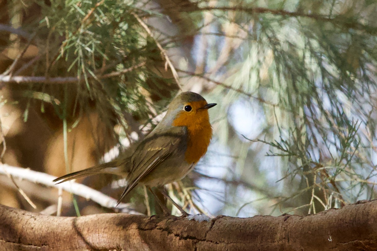 European Robin - ML627751861