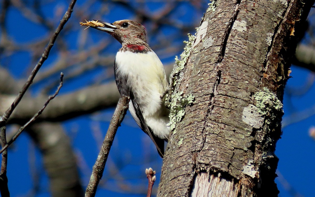 Red-headed Woodpecker - ML627751865