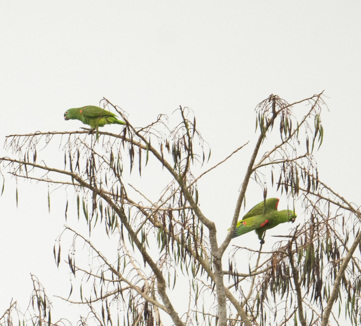 Yellow-crowned Amazon - ML627752122