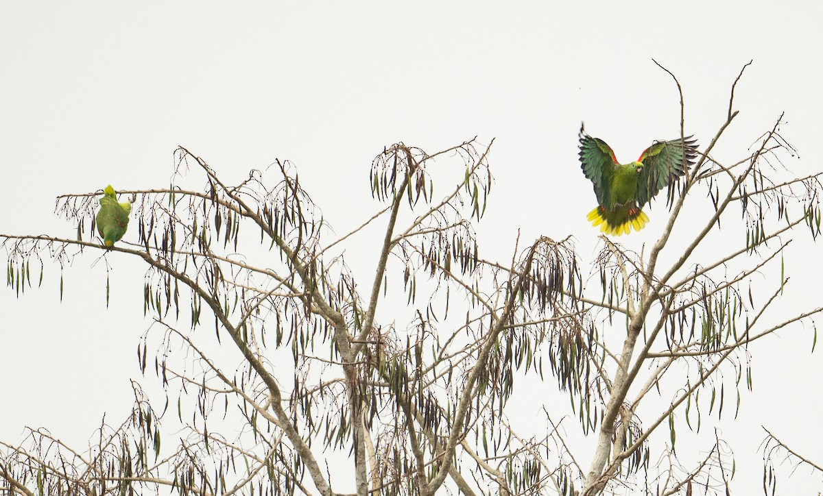 Yellow-crowned Amazon - ML627752123