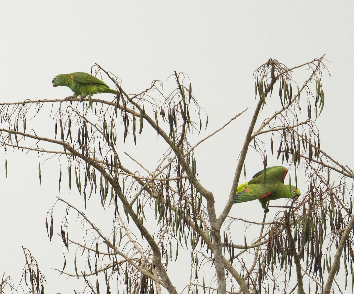 Yellow-crowned Amazon - ML627752124