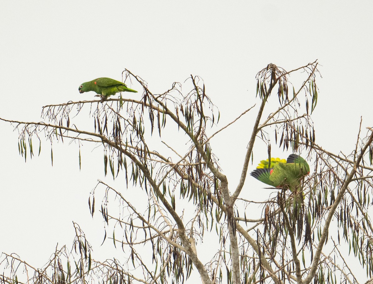 Yellow-crowned Amazon - ML627752125