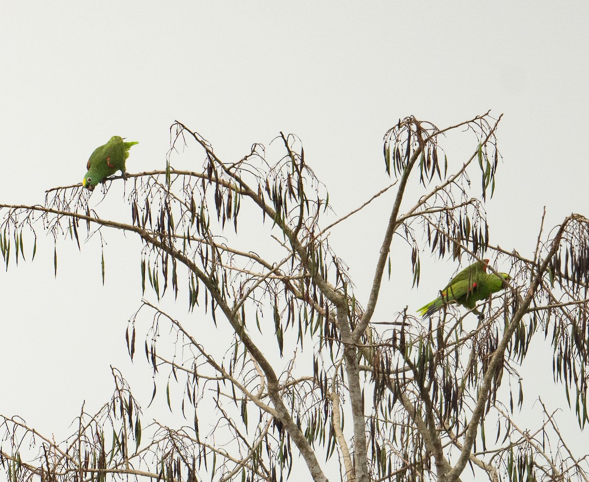 Yellow-crowned Amazon - ML627752126