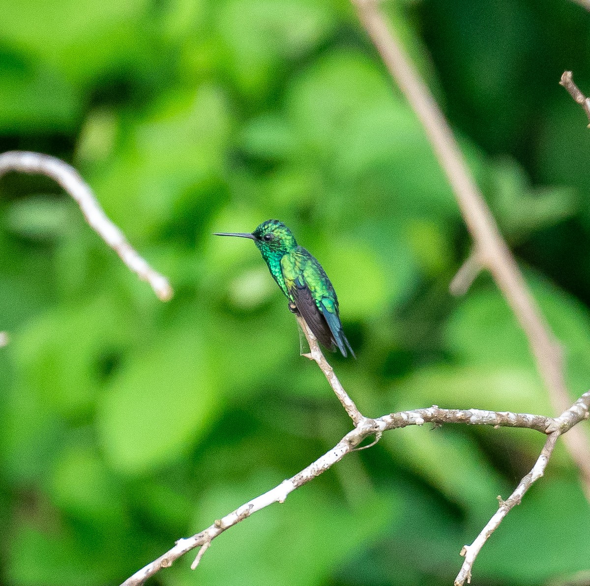 Red-billed Emerald - ML627752138