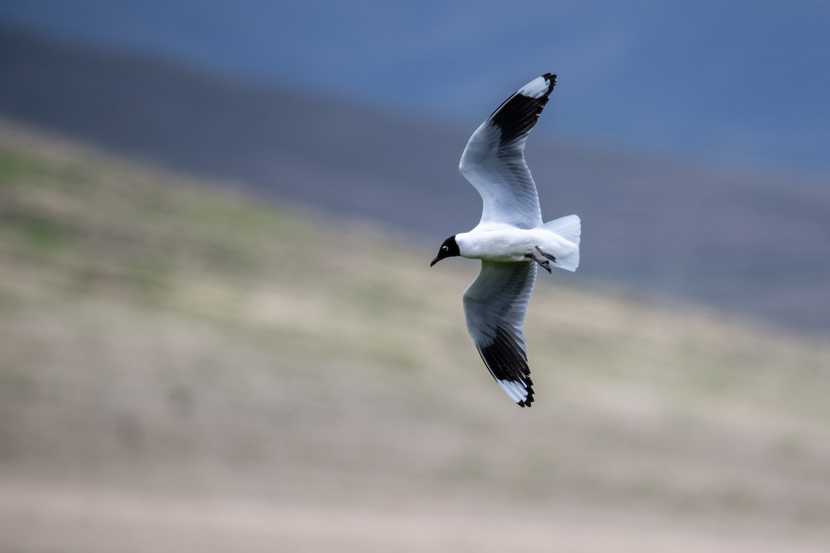 Andean Gull - ML627752229