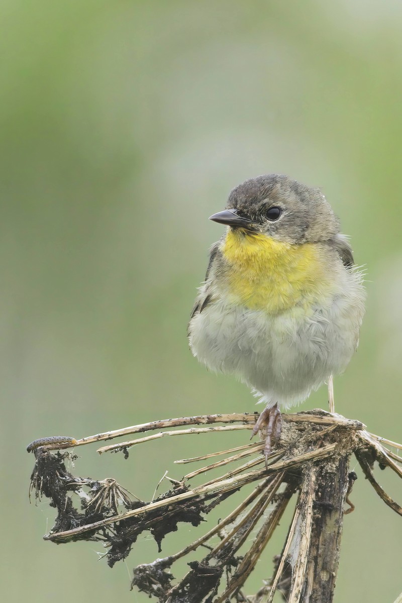 Northern Yellow Warbler - ML627752243