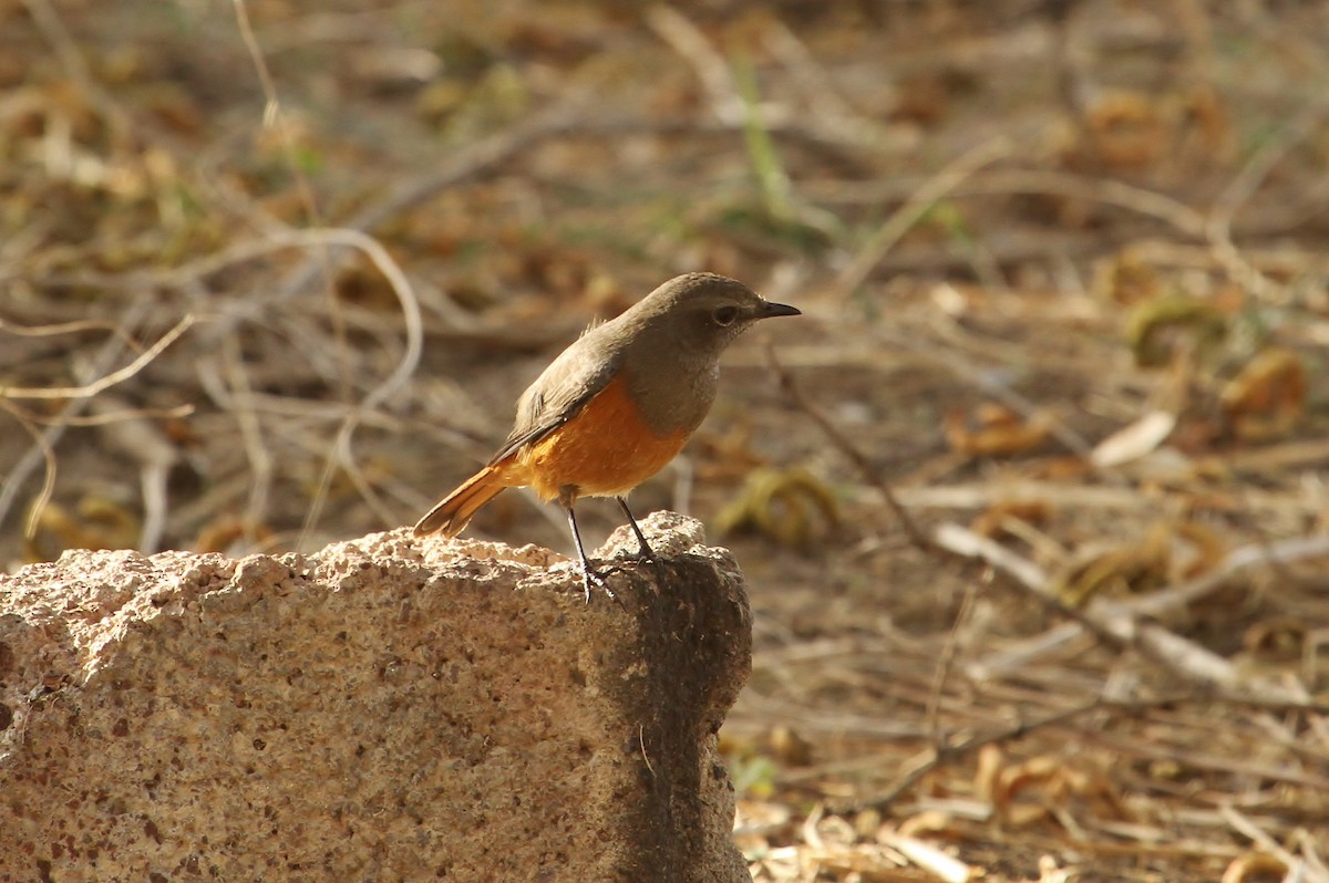 Little Rock-Thrush - ML627752263